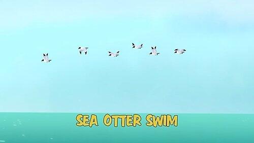 Sea Otter Swim Sea Otter Swim
