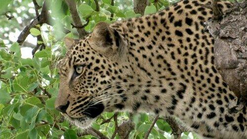 Astonishing Africa Astonishing Africa