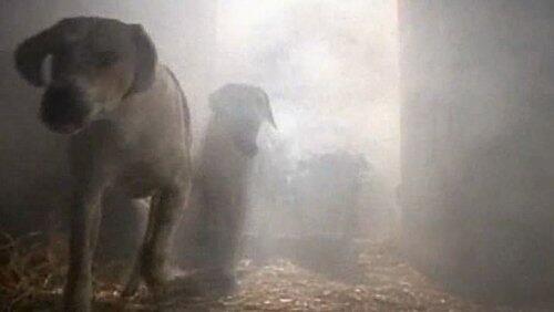 The Tale of the Hungry Hounds The Tale of the Hungry Hounds