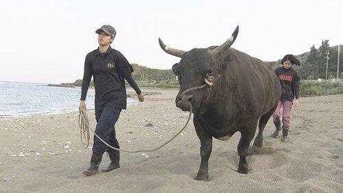Bullfights & Big Dreams Bullfights & Big Dreams