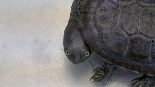 The Great Turtle Comeback The Great Turtle Comeback