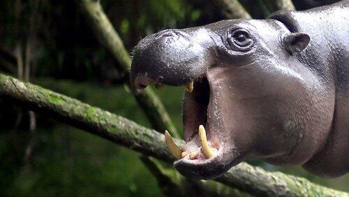 The Pygmy Hippo: A Very Secret Life The Pygmy Hippo: A Very Secret Life