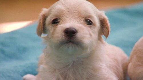 Pint-Sized Pups and a Ferret Pint-Sized Pups and a Ferret