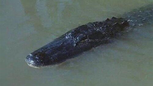 Alligator Duel Alligator Duel
