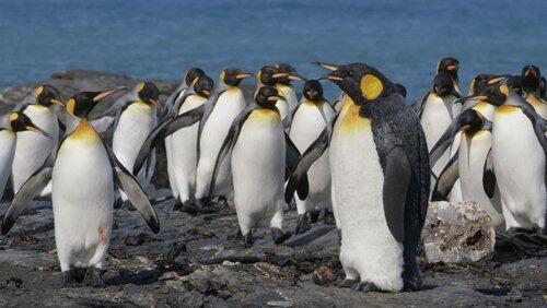 Spy In The Wild, A Nature Miniseries 'The Poles' Spy In The Wild, A Nature Miniseries 'The Poles'