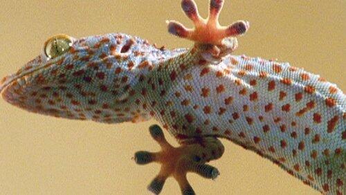 The Reptiles: Lizards The Reptiles: Lizards