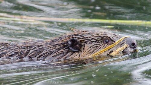 Beavers Behaving Badly Beavers Behaving Badly