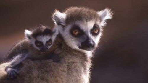 A Lemur's Tale A Lemur's Tale