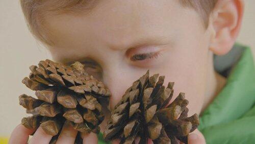 Captain Pinecone Captain Pinecone