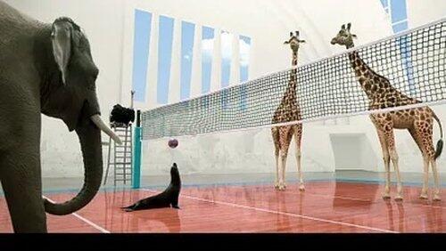 Volley-ball Volley-ball