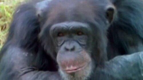 What Animals Think What Animals Think