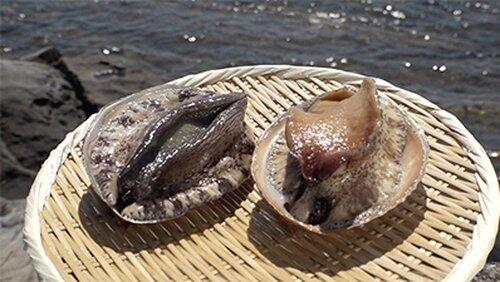 Abalone Abalone