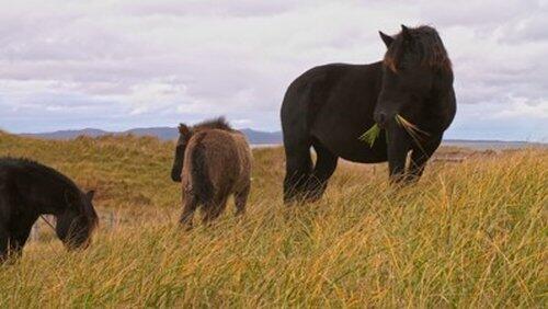 Horses of St. Pierre & Miquelon Horses of St. Pierre & Miquelon