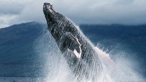 Fellowship of the Whales Fellowship of the Whales