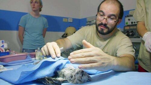 Jungle Animal Hospital Jungle Animal Hospital