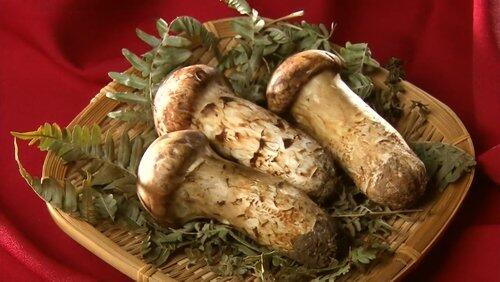 Matsutake Matsutake