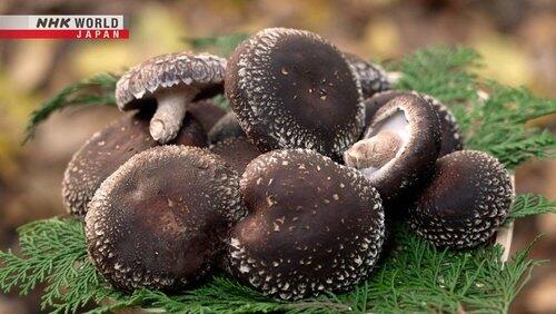 SHIITAKE SHIITAKE