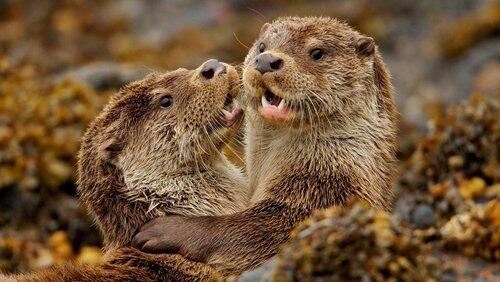 Charlie And The Curious Otters Charlie And The Curious Otters
