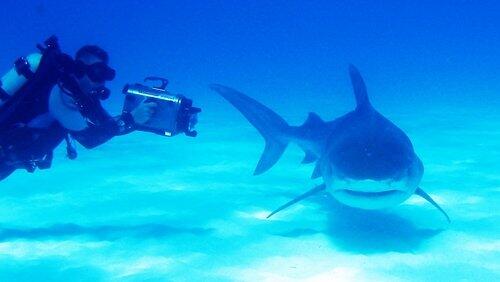 Bahamas - Shark Special Bahamas - Shark Special