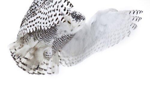 Magic of the Snowy Owl Magic of the Snowy Owl