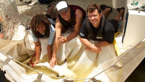 Bull Shark Bull Shark