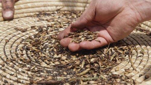 Seeds Seeds