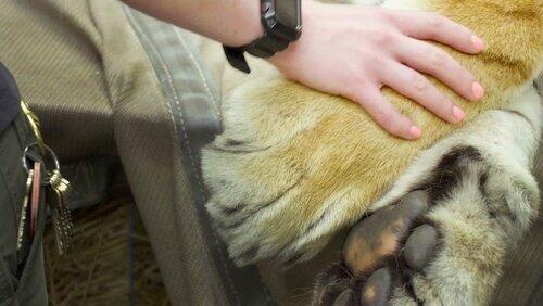 Tigers Day at the Dentist Tigers Day at the Dentist