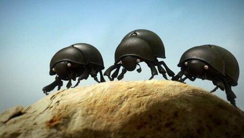 The Dung Beetle Battle The Dung Beetle Battle