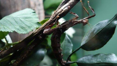 Beloved Bugs Beloved Bugs
