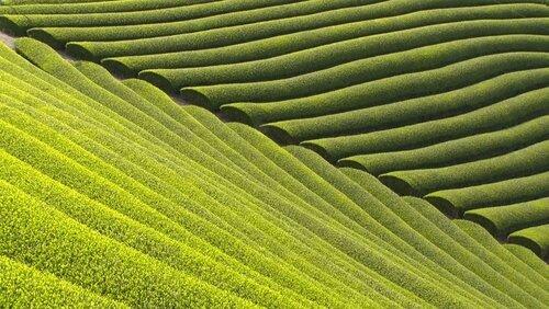 Wazuka Tea: A Vibrant Village of Fragrant Fields Wazuka Tea: A Vibrant Village of Fragrant Fields