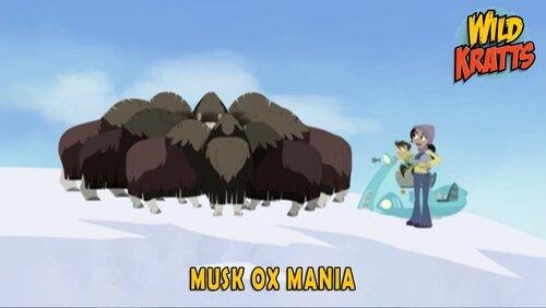 Musk Ox Mania Musk Ox Mania