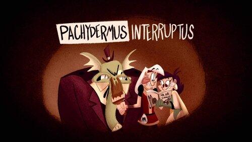 Pachydermus Interruptus Pachydermus Interruptus