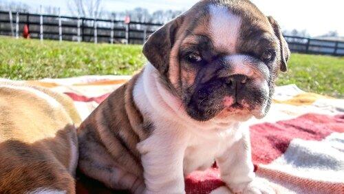 Tubby Puppies Tubby Puppies