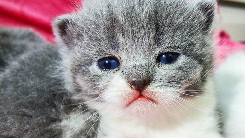 Chatty Kittens Chatty Kittens