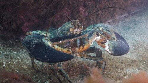 Crustaceans Crustaceans