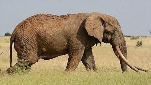 The Last Tusker