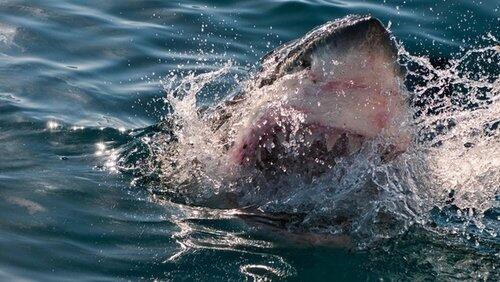 Cape Jaws Cape Jaws