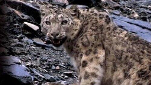 Snow Leopard - Beyond the Myth Snow Leopard - Beyond the Myth