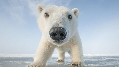 Snowbound: Animals of Winter Snowbound: Animals of Winter