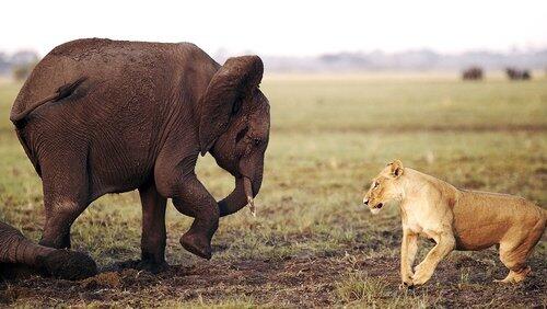 Africa's Giant Killers Africa's Giant Killers