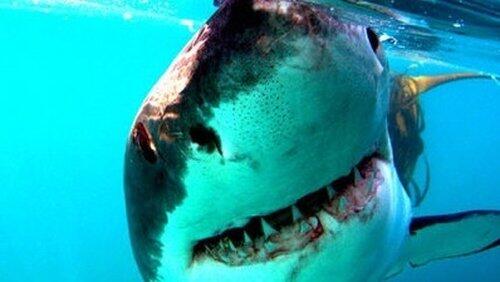Great White Shark Great White Shark