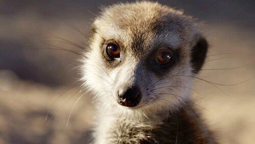 Meerkats: Secrets of an Animal Superstar Meerkats: Secrets of an Animal Superstar