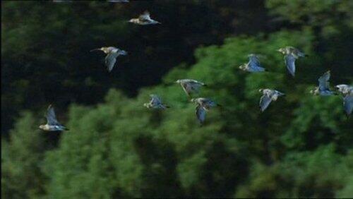 Eagle Island