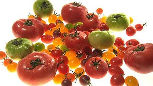 Tomato Tomato