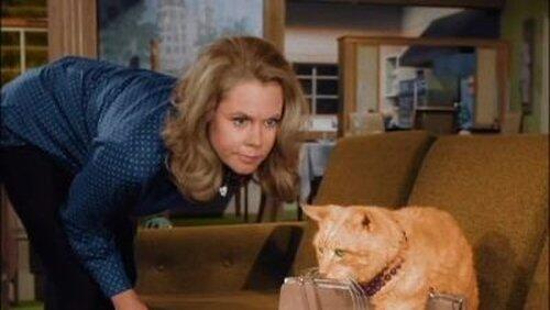 The Catnapper The Catnapper