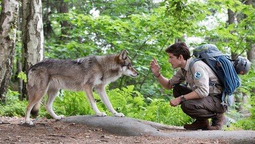 Wolfsspuren Wolfsspuren