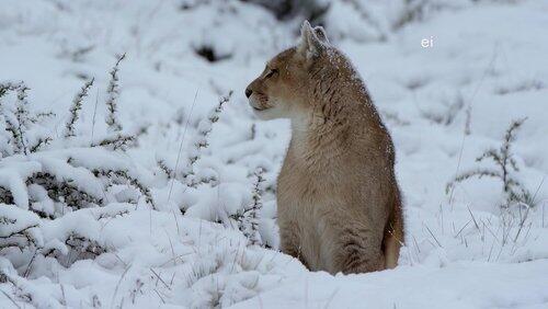 The Coldest in the Wilderness The Coldest in the Wilderness