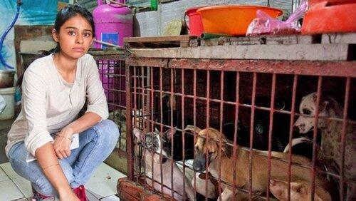 Vietnam's Dog Snatchers Vietnam's Dog Snatchers