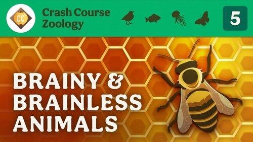 Brainy & Brainless Animals Brainy & Brainless Animals