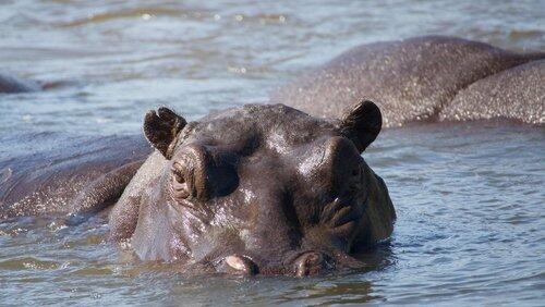 Hippos: Africa's River Giants Hippos: Africa's River Giants